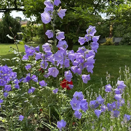 Haus Lutherrose Hotel Neuendettelsau