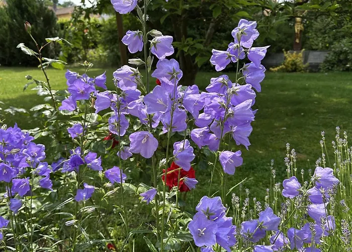 Haus Lutherrose Hotel Neuendettelsau